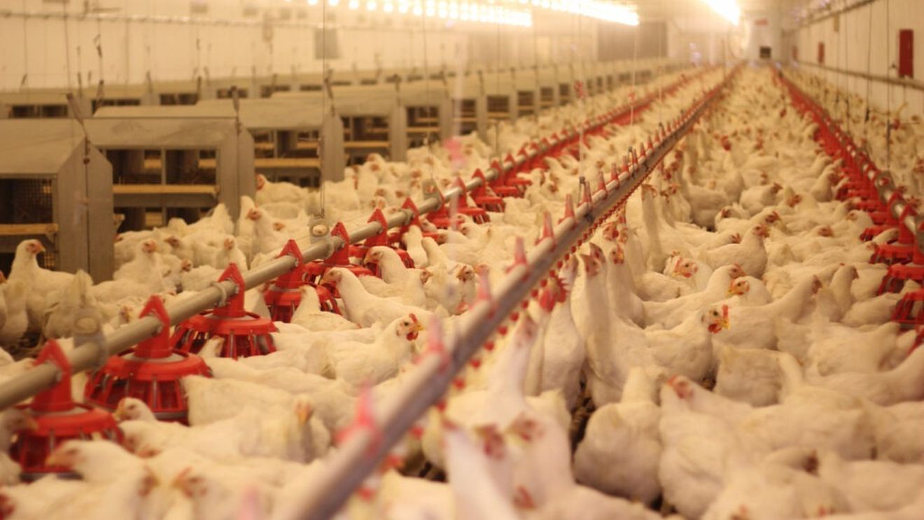 Fermele industriale se extind accelerat în Europa, în timp ce fermele mici dispar / Poluare, încălcări de reglementări și pericol pentru biodiversitate