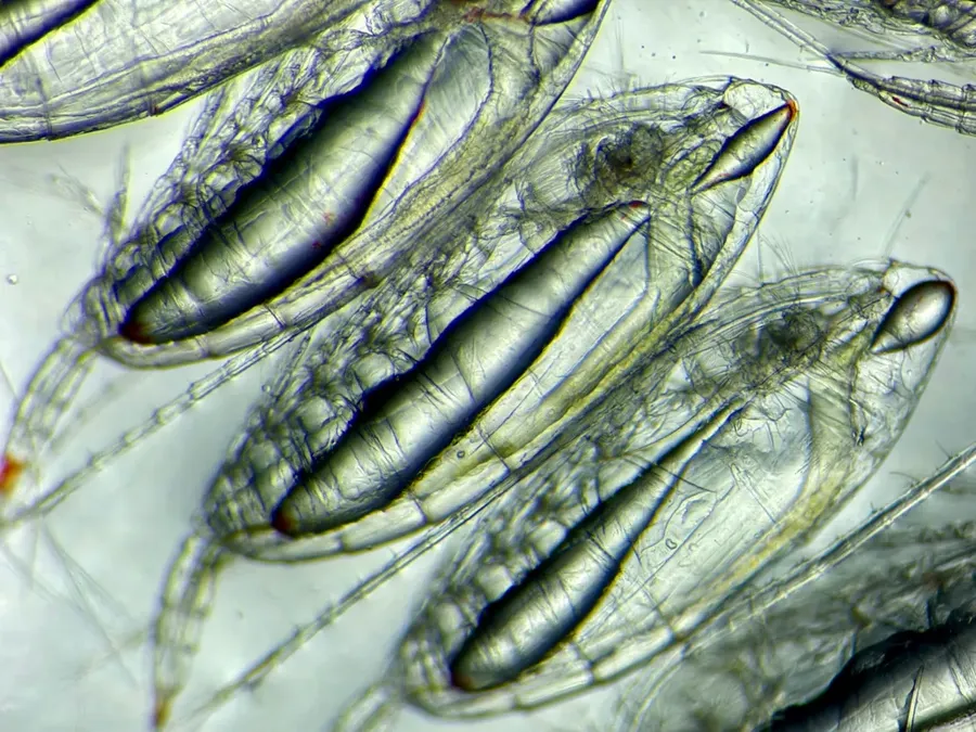 Viețuitoarele de care depinde temperatura planetei