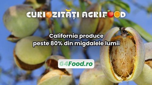 Curiozitate agri-food: California produce peste 80% din migdalele lumii / Producerea unui singur sâmbure necesită aproximativ 4 litri de apă