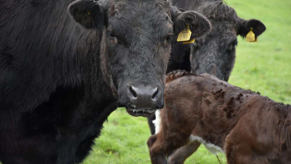 O fermă cu peste 640 de bovine a fost închisă de Apele române, în Dolj / Funcționa fără autorizații și era amplasată în zona inundabilă a Dunării