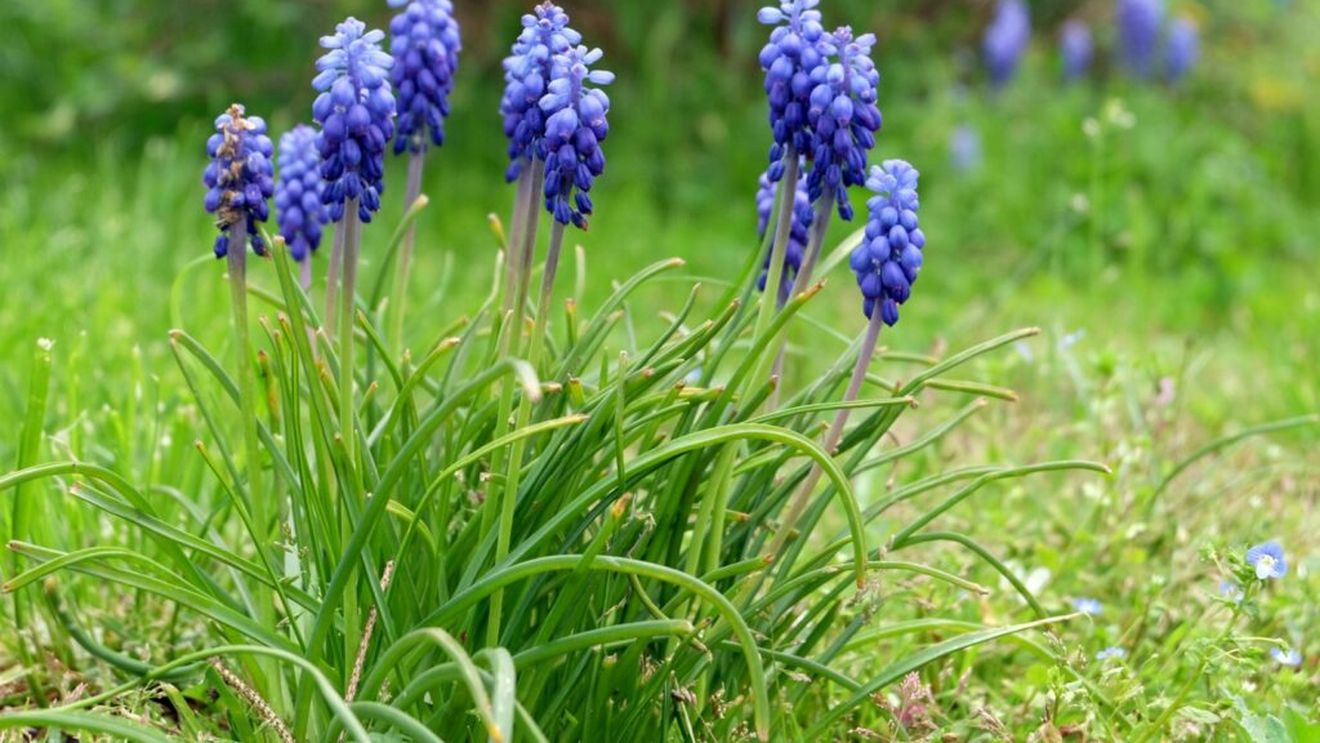 Lavandă, liniște și picnicuri acasă la bunica/ Atelierul cu lavandă ZIZI, din inima Banatului
