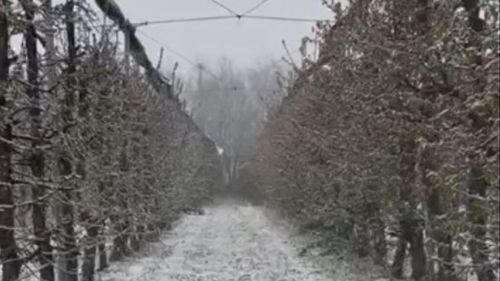VIDEO | Prăpăd în livezi din cauza valului de frig și a ninsorii: Gloria Pascu (Cooperativa Rodagria): „Peste 50% din mugurii de rod sunt compromiși / Dacă tendința continuă, în 5 ani nu vom mai putea face horticultură în sudul țării”
