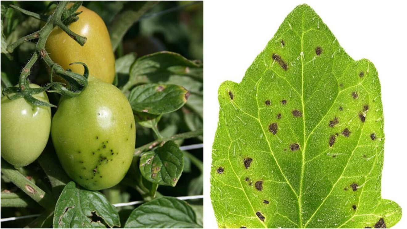 Producători naturali de ploaie/ Cum împrumută ciupercile secretele bacteriilor pentru a controla vremea