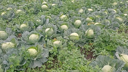 Agricultură în județul Dolj: Un fermier încearcă să vândă varza de primăvară cu 80 de bani/kg, dar clienții se lasă așteptați / „Mai stau o săptămână și ceva și bag discul”