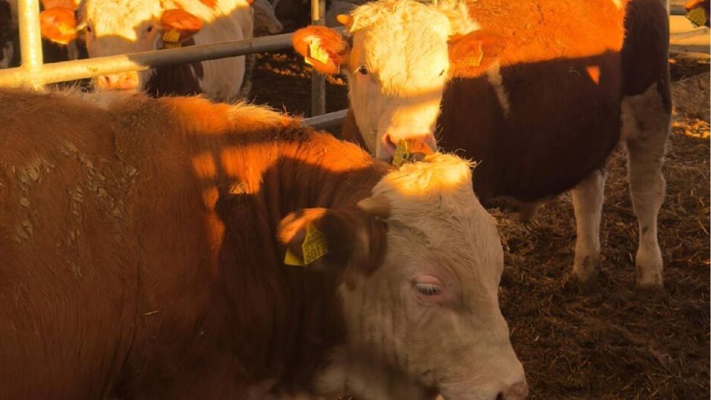 Românii, tot mai dornici să pună carne de vită pe masa de Paște / Fermier: „Avem cerere mare. Pulpa este foarte căutată”