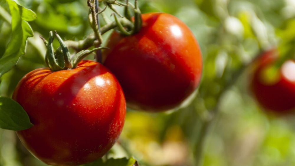 Un simplu săpun poate ține la distanță dăunătorii din grădină / Cum este folosit pentru protejarea culturilor de tomate