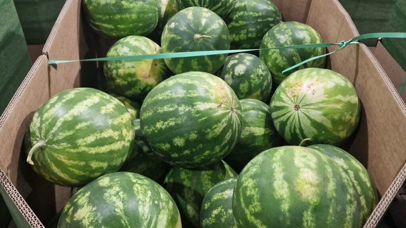 România, al cincilea cel mai mare producător de pepeni din Uniunea Europeană, a pierdut în ultimii șase ani aproximativ două treimi din producția internă, de la aproximativ 584.000 de tone în 2018 la mai puțin de 200.000 de tone în ultimii ani