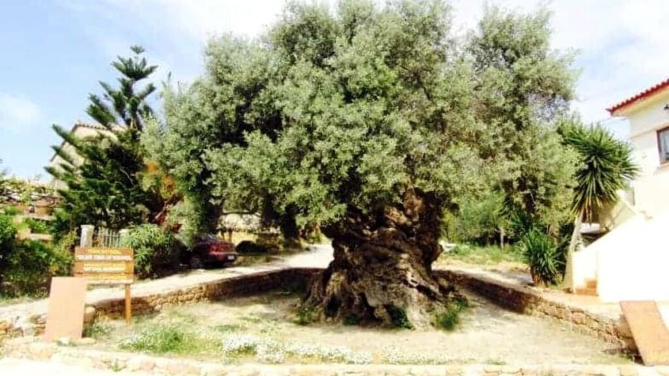 Un miliard de euro pentru a opri xylella, bacteria care infectează măslinii din Puglia, Italia