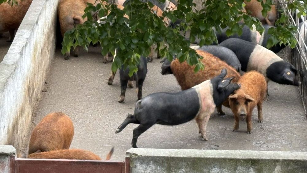 Ajutor guvernamental de 2.300 lei pentru o scroafă din rasele autohtone Mangalița și Bazna / Fermierii, obligați pentru prima oară să efectueze testul genomic ca să dovedească apartenența animalelor la una din cele două rase eligibile - proiect HG