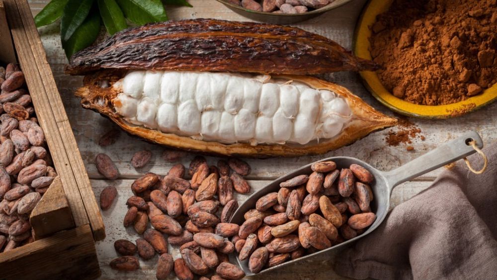 Europa, în pericol să traverseze o criză a ciocolatei / Culturile de cacao sunt tot mai afectate de schimbările climatice