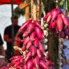 Festivalul Cepei: Ceapa de apă de Mărăcineni, transformată în brand local / Sute de legumicultori cultivă anual peste 400 de hectare / Primarul Constantin Dumitru: „Din asta trăim, că altceva nu avem ce să facem!”