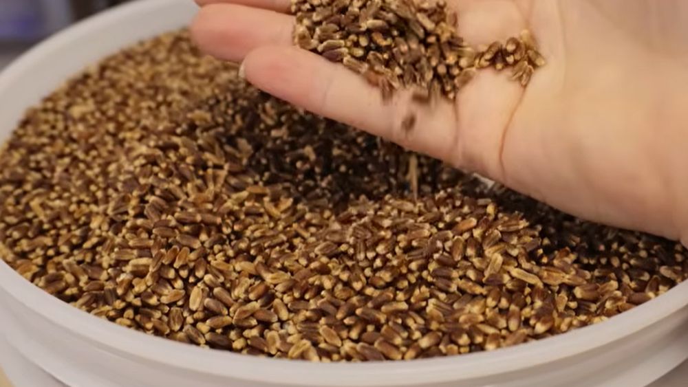 Grâul mov, cea mai nouă descoperire care face valuri în industria alimentară / A fost creat cu ajutorul unei linii genetice din România
