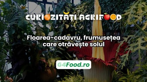 Curiozitate agri-food: Floarea-cadavru, frumusețea care otrăvește solul / Planta eliberează substanțe toxice în sol care împiedică dezvoltarea altor specii în apropiere