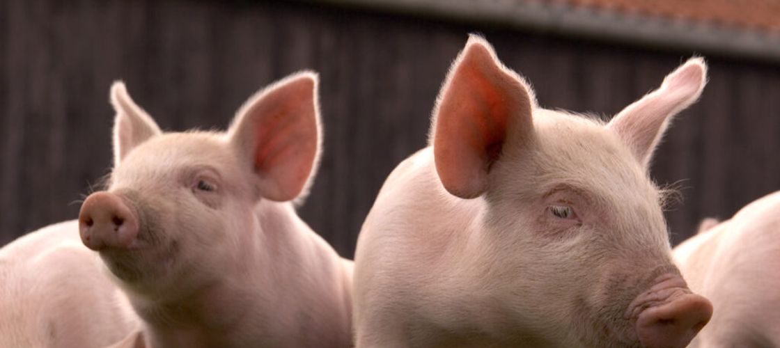 Alertă la granița României după apariția unui focar de pestă porcină africană în Ungaria / Autoritățile române monitorizează situația