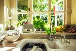 9 plante aromatice pe care le poți crește în casă tot anul. De la busuioc și mentă la salvie, ce ai nevoie pentru propria grădină de pe pervaz