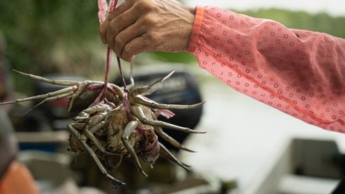Crabi tot mai puțini în sudul Malaeziei / Comunitățile de la mare din sudul țării pierd lupta cu dezvoltarea urbană / Orașele se extind, iar marea se golește de viață, în timp ce pescarii indigeni din Johor trăiesc din ce în ce mai greu
