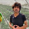 VIDEO Căpșunile, simbolul regiunii Maresme din Catalonia/ Fermier: Avem căpșuni tot timpul anului, dar cele mai bune sunt primăvara