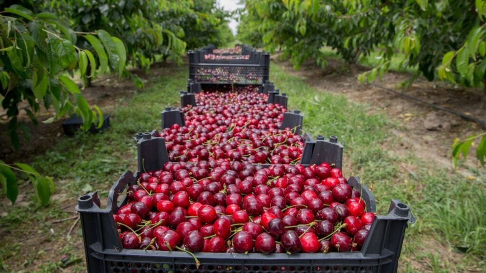 Cireșele din Grecia, în pericol din cauza înghețului de acum trei săptămâni /  70% din culturi au fost distruse în zonele joase, iar în zonele montane, aproximativ 30% / Se așteaptă creșteri de prețuri