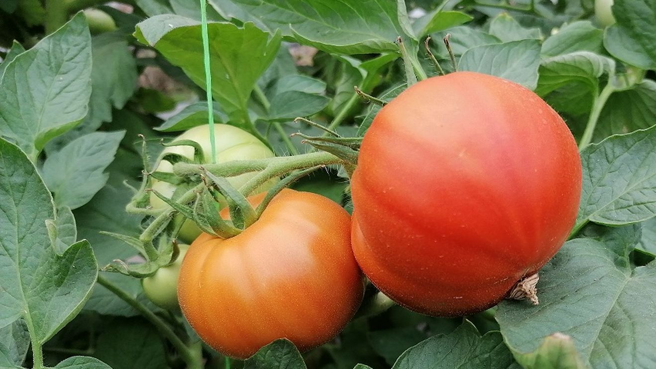 Epopeea legii primelor comerciale pentru agricultorii români ( 236/2020 ) sau realismul guvernamental vs. populismul parlamentar