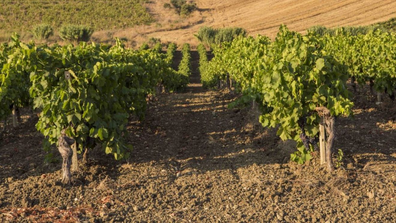 Consiliul UE aprobă un nou cadru legislativ pentru sprijinirea sectorului vitivinicol / Noi definiții pentru vinurile fără alcool și simplificarea etichetării