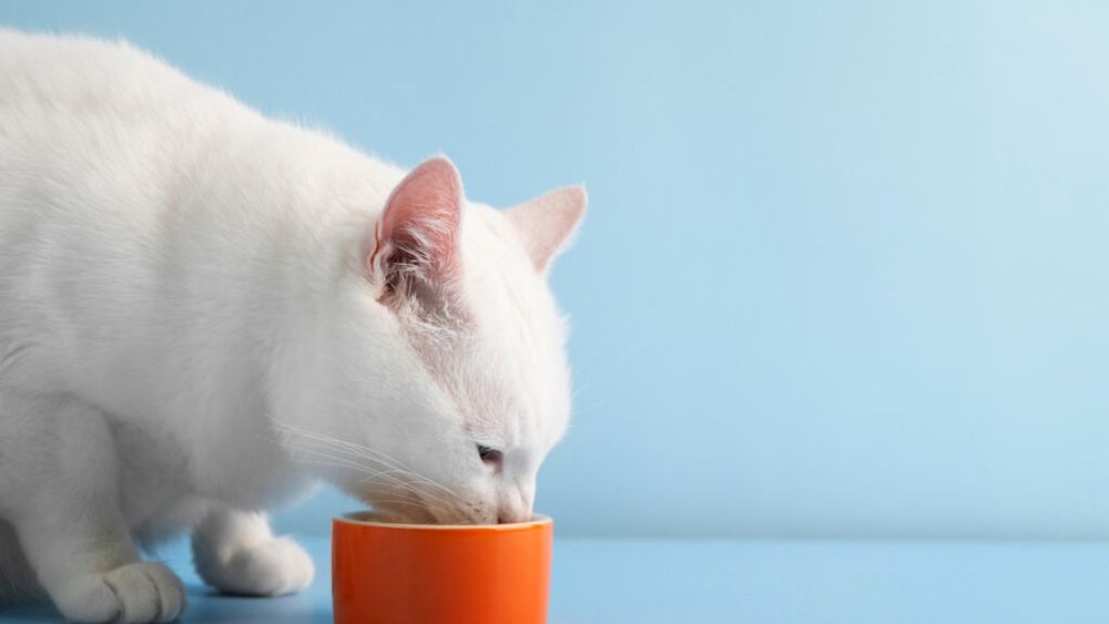 Carbohidrații nu îngrașă pisicile? Ce spun studiile recente despre alimentația felinelor