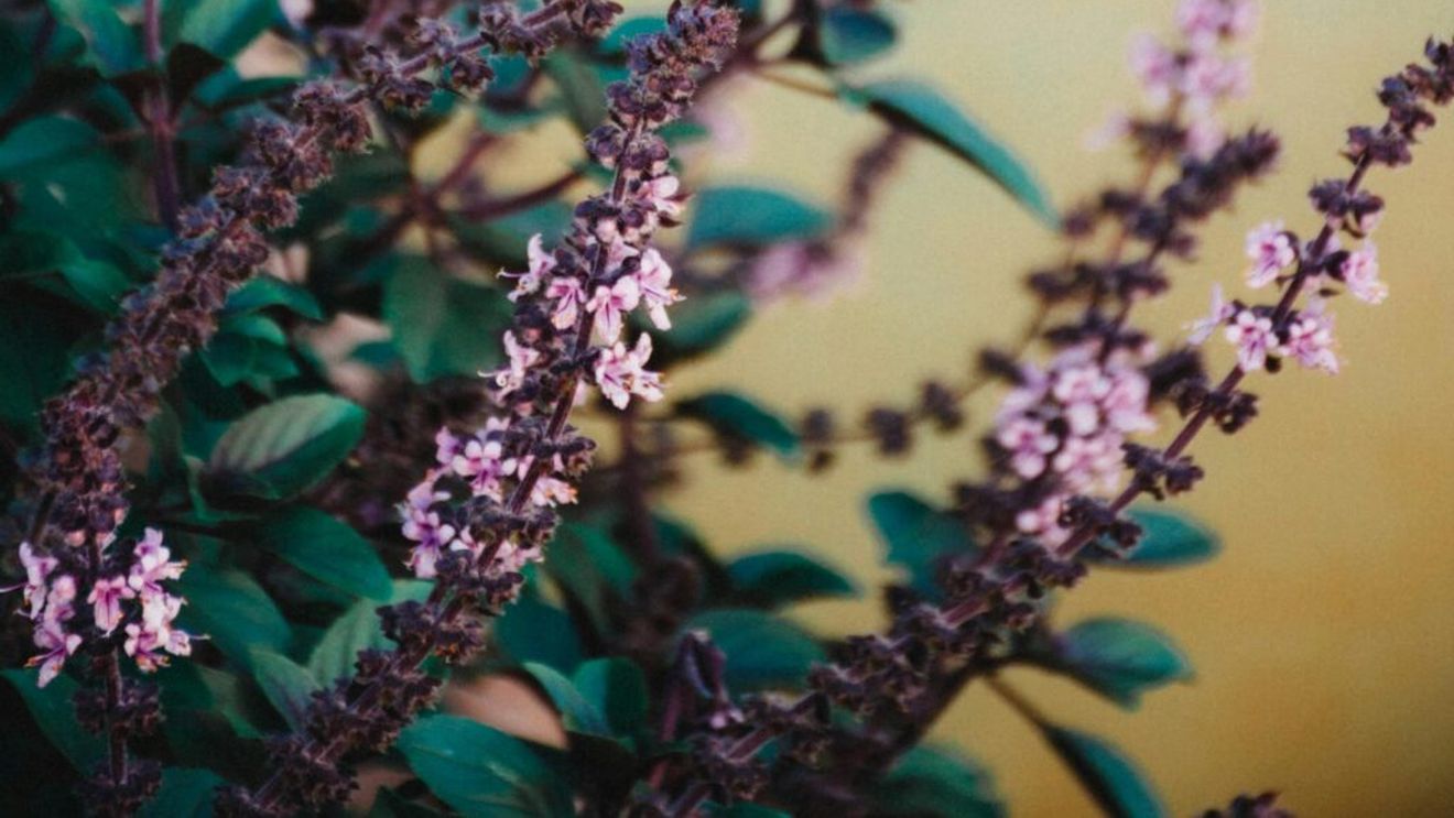 Tulsi (busuiocul sfânt), ideal pentru pierderea în greutate / O metodă naturală de a reduce grăsimea corporală, prin stimularea metabolismului, este utilizarea „busuiocului sfânt”