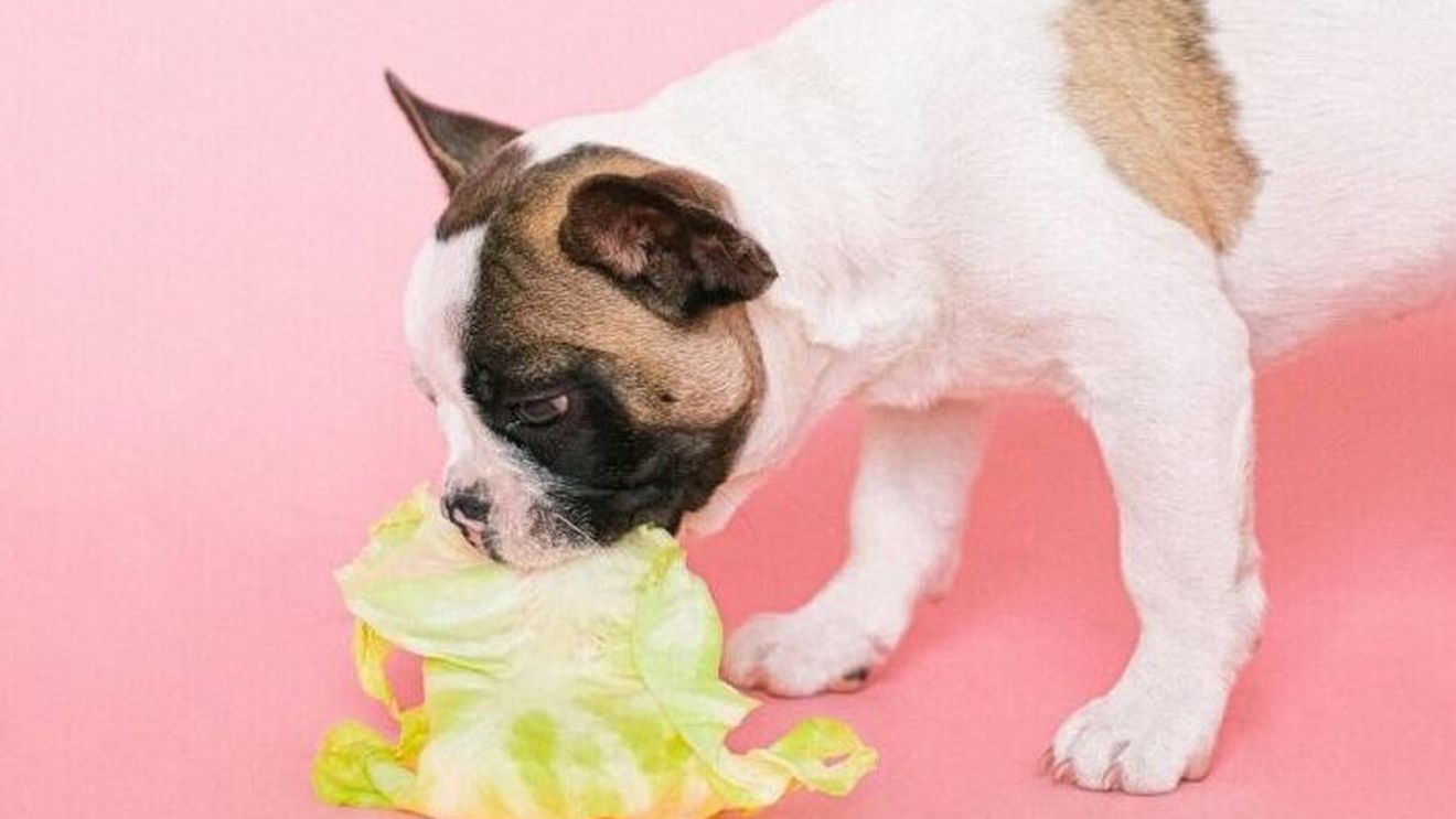 Ce legume sunt bune pentru câinele tău / De ce este bine să ia o gustare de sfeclă roșie, ardei gras, broccoli sau morcovi?