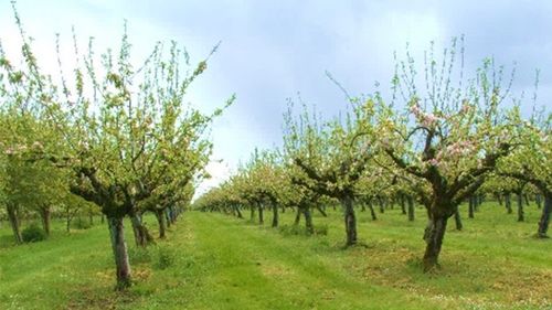 Temperaturile negative din ultimele zile au afectat culturile agricole şi pomii fructiferi din judeţul Dolj: „Culturile de floarea-soarelui sau de porumb, dacă au răsărit deja sau răsar în această perioadă, pot fi afectate în proporție de 100%”