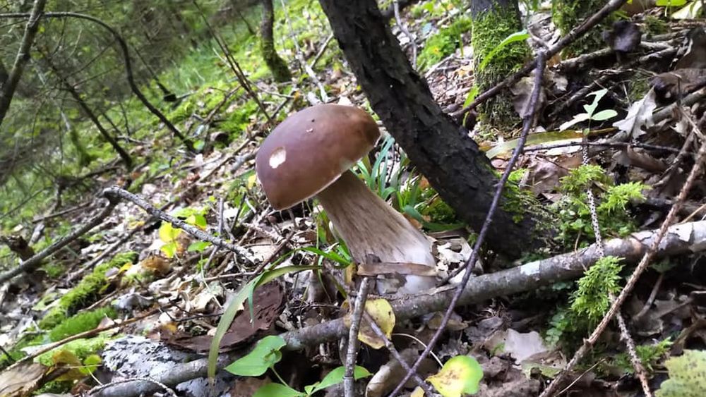 Cât de sănătos este obiceiul de a culege alimente direct din natură / Profesor: „Dacă o faci pentru uz personal, într-un mod controlat, poate fi benefică” / Când devine un pericol