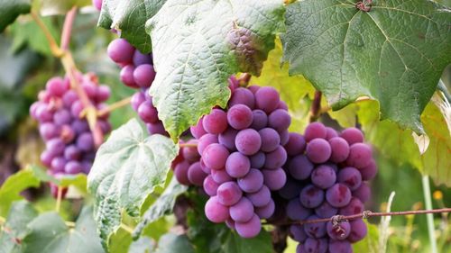 „Ciorchinii Michelin”, noua categorie a celebrului ghid va evalua domeniilor viticole/ Un ciorchine este pentru producătorii „de mare calitate", doi ciorchini pentru domeniile „de excelenţă" şi trei ciorchini pentru producătorii „de excepţie"