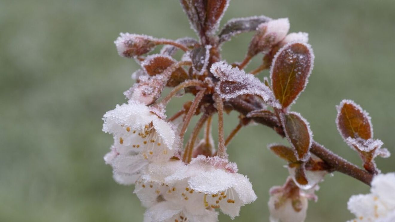 Înghețurile din aprilie au compromis livezile din Republica Moldova / Scăderi de până la 55% la cultura de cireșe, 45% la prune și pierderi masive în livezi și la cultura de sfeclă de zahăr