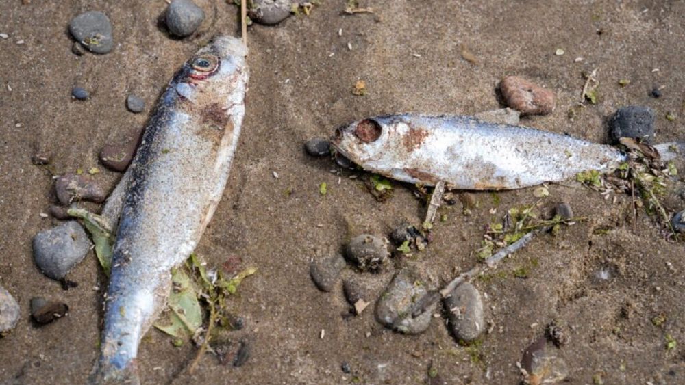 Mii de pești morți și plaje închise în Insulele Canare/ Nu se cunosc încă motivele acestui fenomen