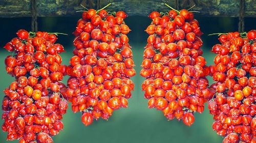 Roșiile care rezistă toată iarna în pivniță precum strugurii. Se stafidesc dar nu se strică