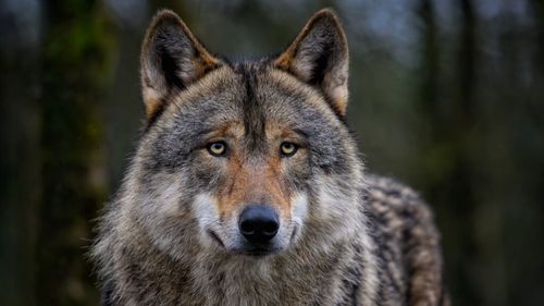 Fermierii din Sălaj au primit despăgubiri de aproape 50.000 de lei în 2023 pentru gabubele produse de urşi şi lupi