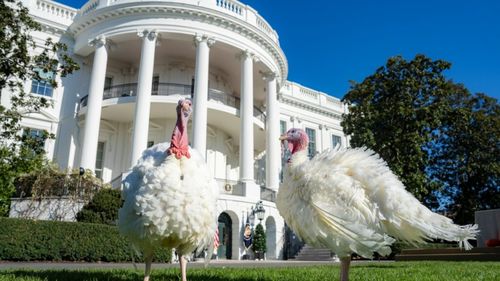 Curcanii „Peach” și „Blossom”, „grațiați” de Joe Biden la tradiționala ceremonie de Ziua Recunoștinței de la Casa Albă / Cele două păsări vor deveni ambasadori pentru studenții interesați de agricultură