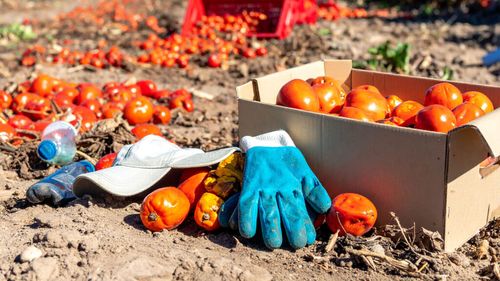 Fermierii din Filipine renunță la recolte din cauza costurilor tot mai mari. Legumele sunt lăsate să putrezească pe câmp