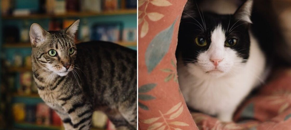 Miau Cafe se redeschide în Capitală. Prima cafenea cu pisici din România s-a mutat într-un spațiu nou, mai luminos, unde poveștile de adopție continuă: „Am avut mare noroc” (FOTO)