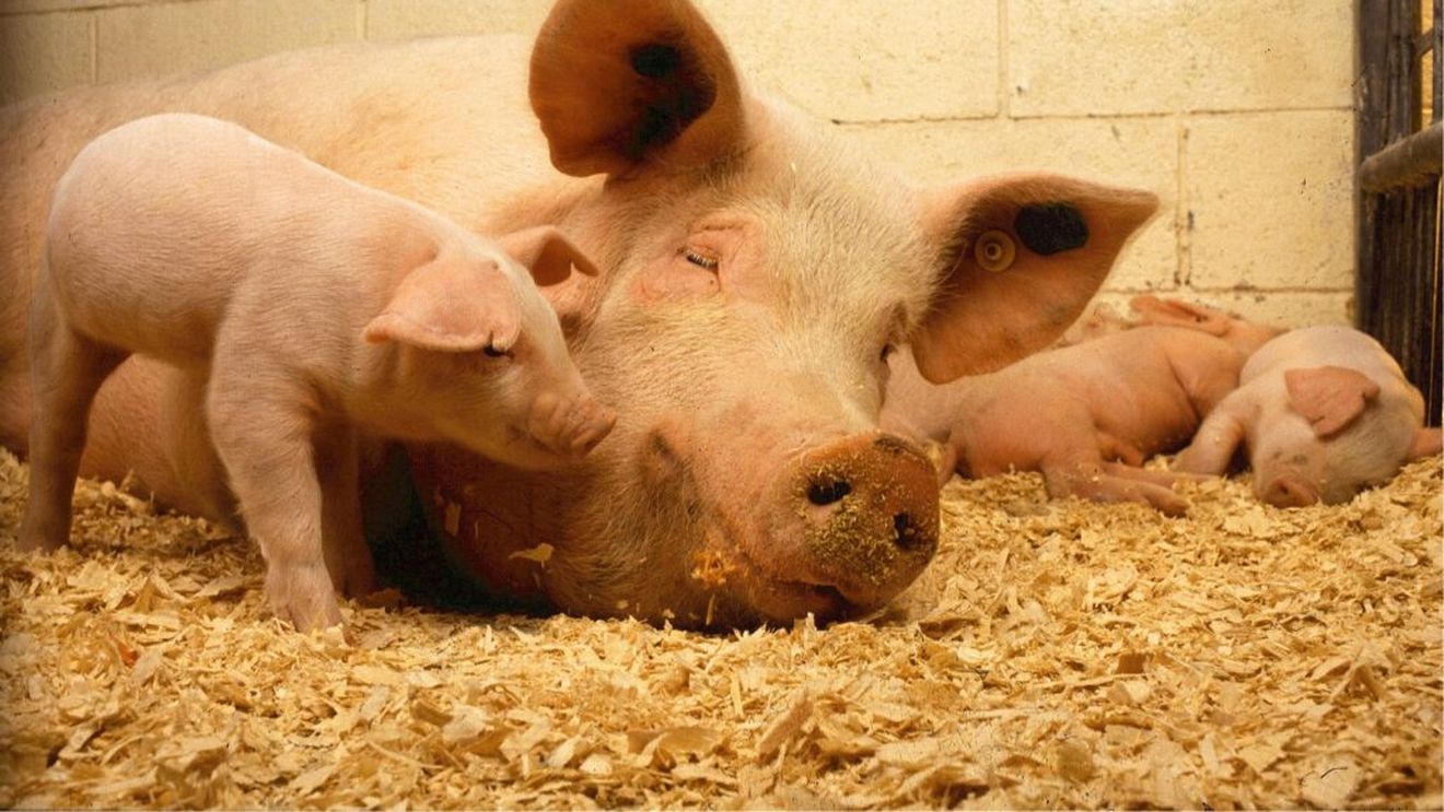 Focar de pestă porcină africană într-o gospodărie din localitatea Remetea, Harghita/ Sunt afectați 28 de porci din rasa Mangaliţa