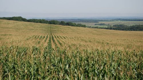 Cum a fost recolta de porumb și floarea-soarelui în Maramureș. Ce spun fermierii despre producția din acest an