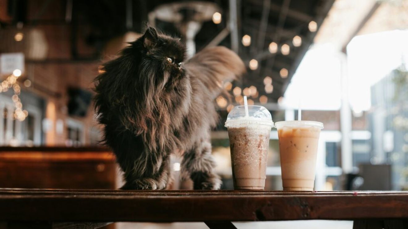 Vara e preferabilă cafeaua rece. Cum prepari rapid un frappuccino acasă sau în bucătăria de la birou?