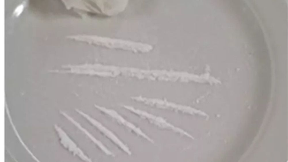 Liniuțe de cocaină, în „meniul” unui restaurant italian / Câinele polițist Barak a depistat depozitul de droguri al chefului: cocaină, ecstasy și hașiș / Bucătarul a fost arestat