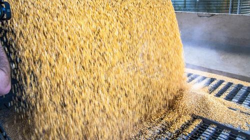 Carmistin preia un activ strategic de la gigantul american Cargill / Este cea mai mare companie privată americană