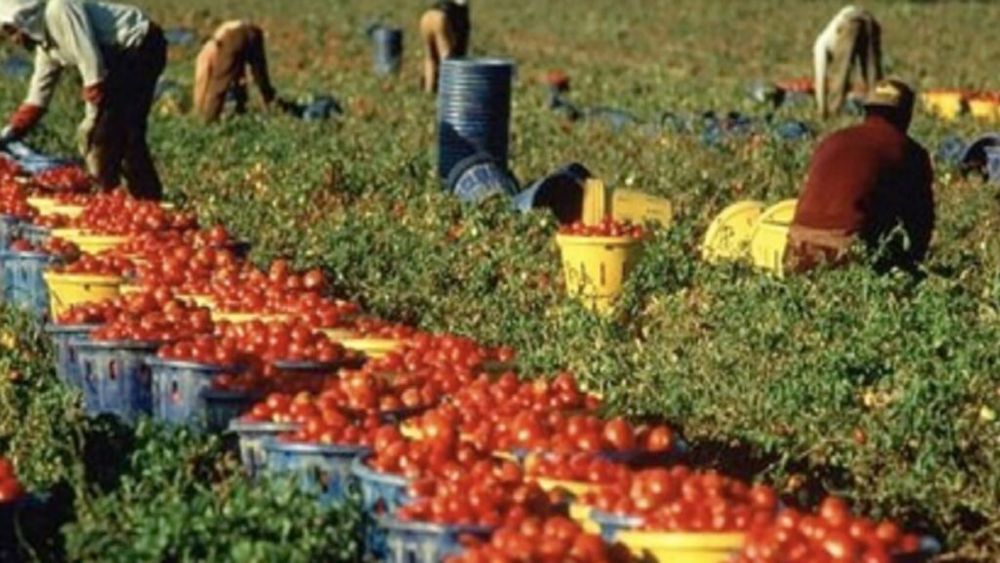 Muncile agricole, interzise într-o regiune din Italia, între 12:30 și 16:00, pentru a-i feri pe lucrători de caniculă