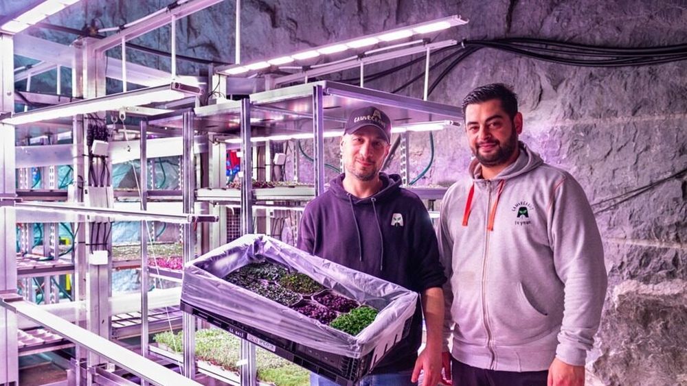 Fermă verticală într-un complex de peșteri din Norvegia/ Verdețuri proaspete, microverdețuri și, în curând, ciuperci se cultivă la o temperatură constantă, tot timpul anului/ „Restaurantele par să aprecieze asta.”
