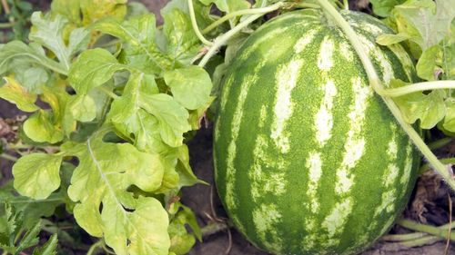 Piața de pepene din sudul României este saturată, iar cultivatorii au probleme - Euronews