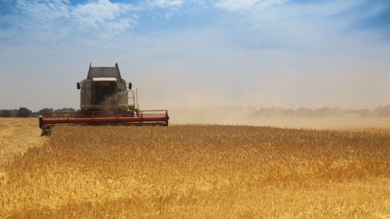Grânele românești, tot mai căutate pe piața mondială / Arabia Saudită intră pe lista marilor cumpărători