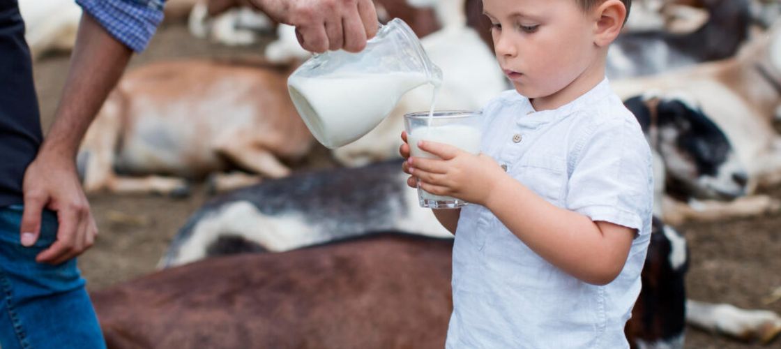 Când laptele de capră îți poate face rău / O fetiță de un an și cinci luni, aproape de moarte după ce a băut lapte crud / Riscurile produselor nepasteurizate