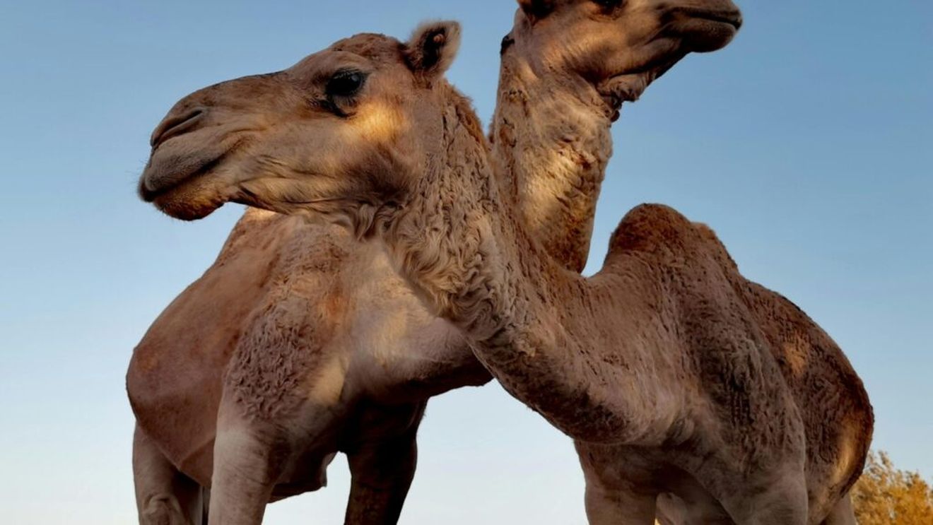 Fermierii maghiari au adus cămile la un protest pe străzile Budapestei pentru a atrage atenția asupra schimbărilor climatice