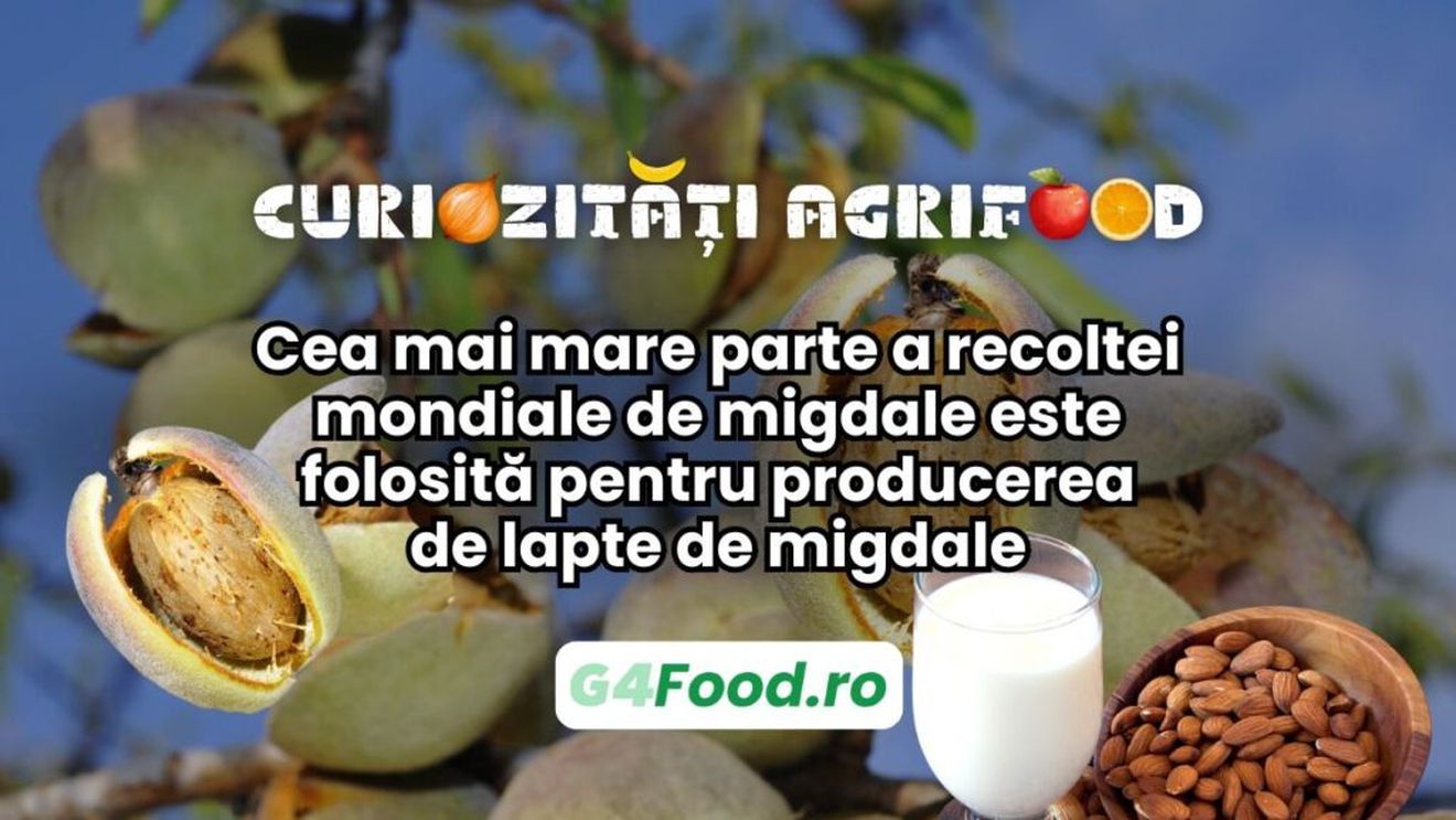 Curiozitate agri-food: Majoritatea migdalelor cultivate la nivel mondial ajung în laptele vegetal