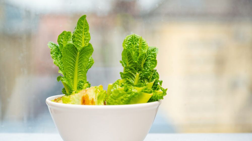 Resturile alimentare care se pot transforma în legume noi / Cum poți regenera anumite plante la tine acasa
